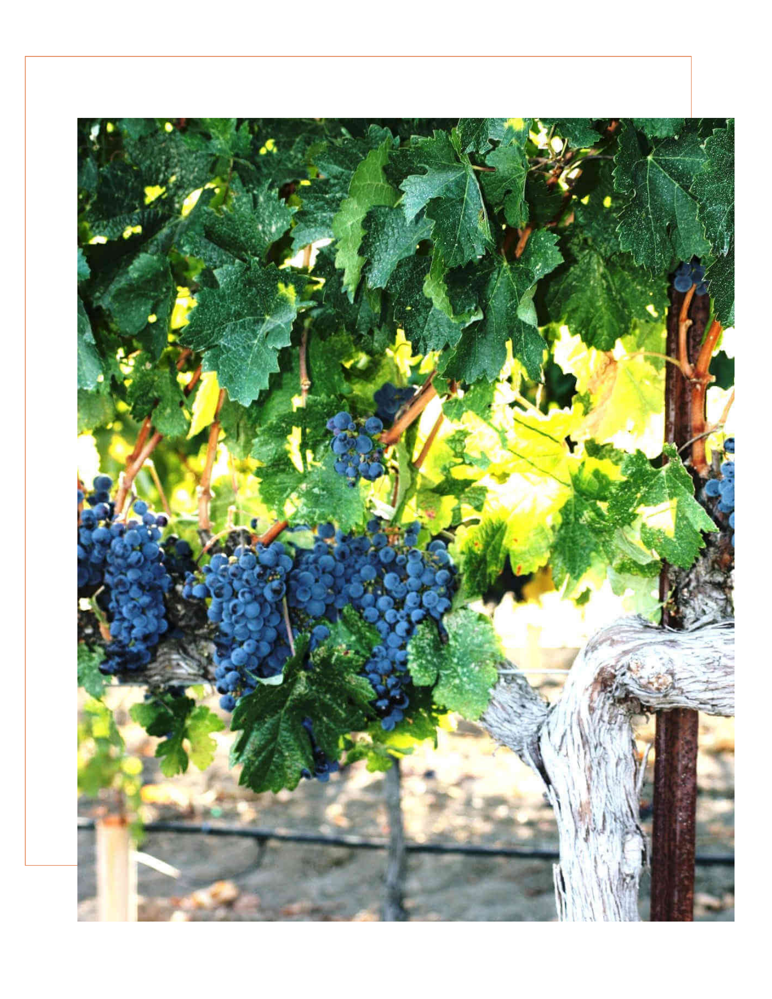 Grapes on the vine