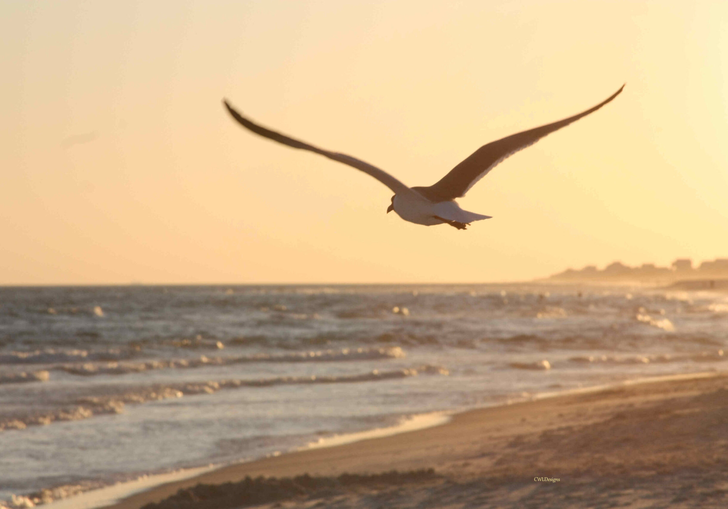 WalkOutoftheWoods_BirdFlying