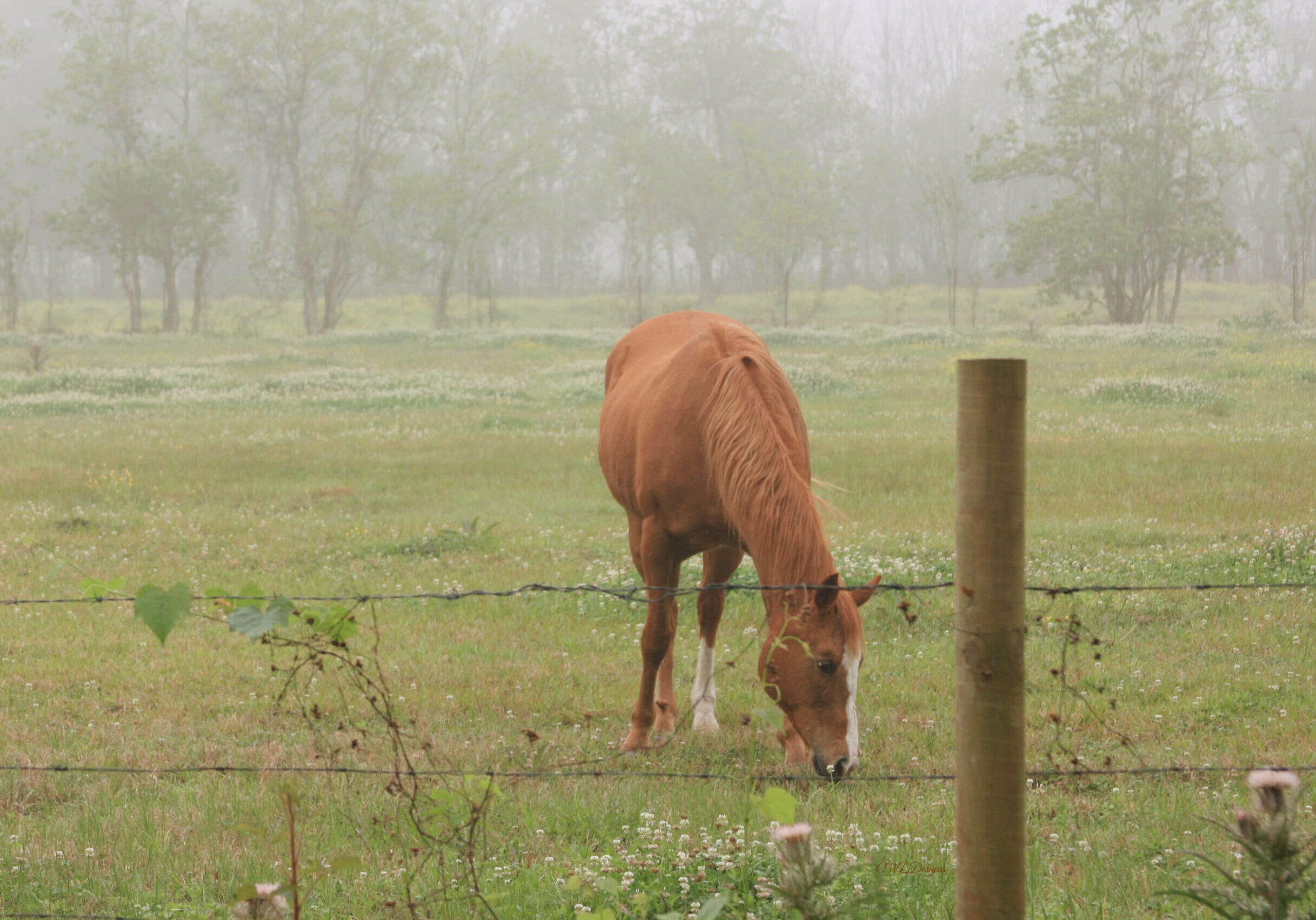WalkOutoftheWoods_Horse