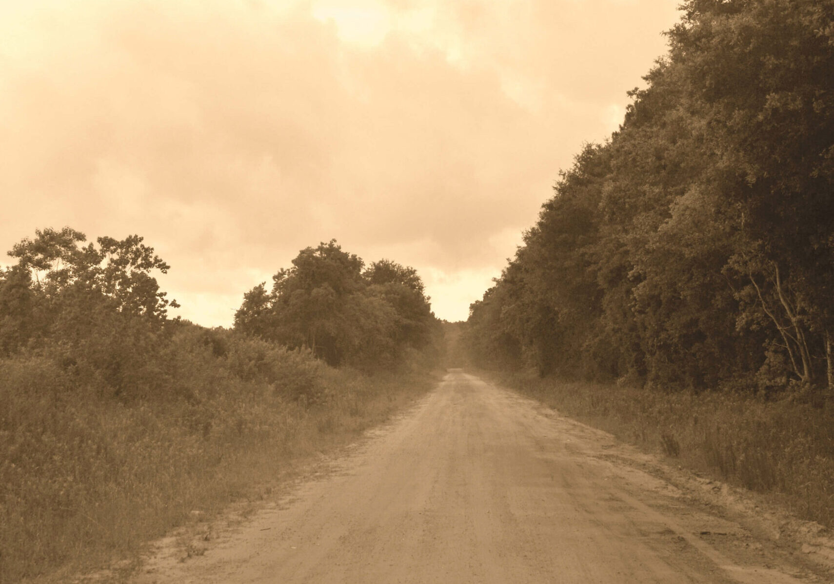 WalkOutoftheWoods_Path
