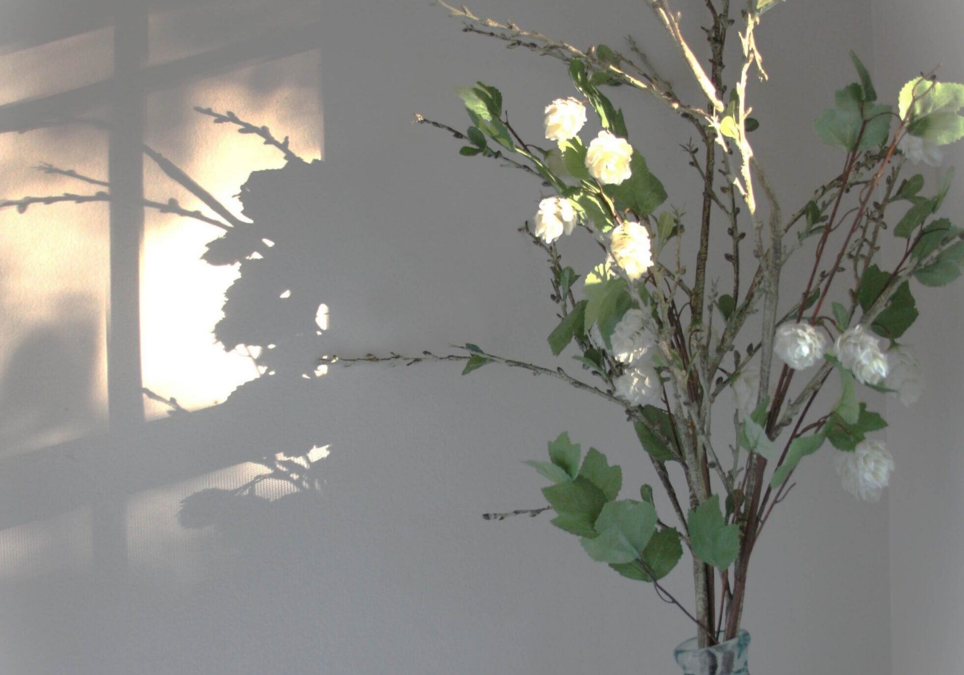 Flowers Sunlight